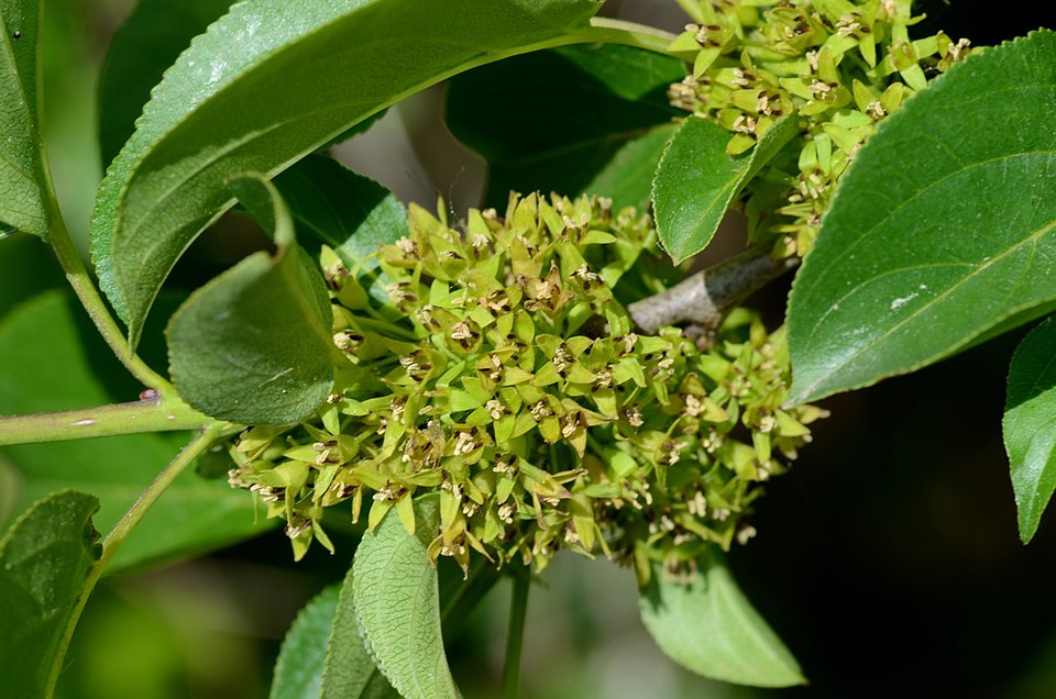 Rhamnus cathartica (common buckthorn)