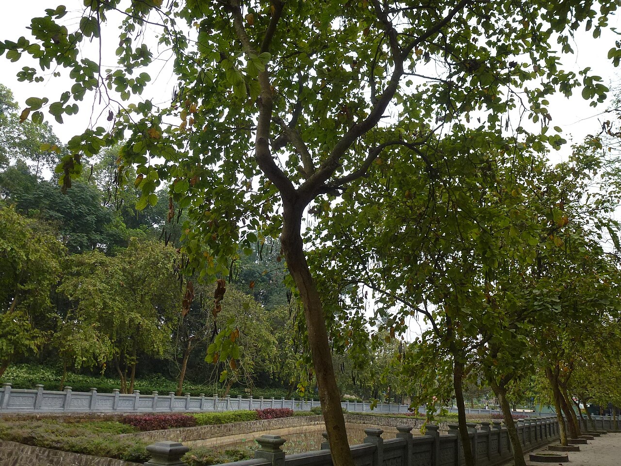 Bauhinia purpurea, Purple orchid tree — spreading semi-evergreen (Fabaceae) (image 6 of 9)