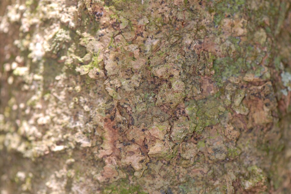 Celtis laevigata (sugar hackberry)