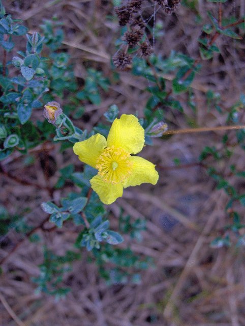 Hypericum tetrapetalum (fourpetal St. Johnswort) (alternate view 8)