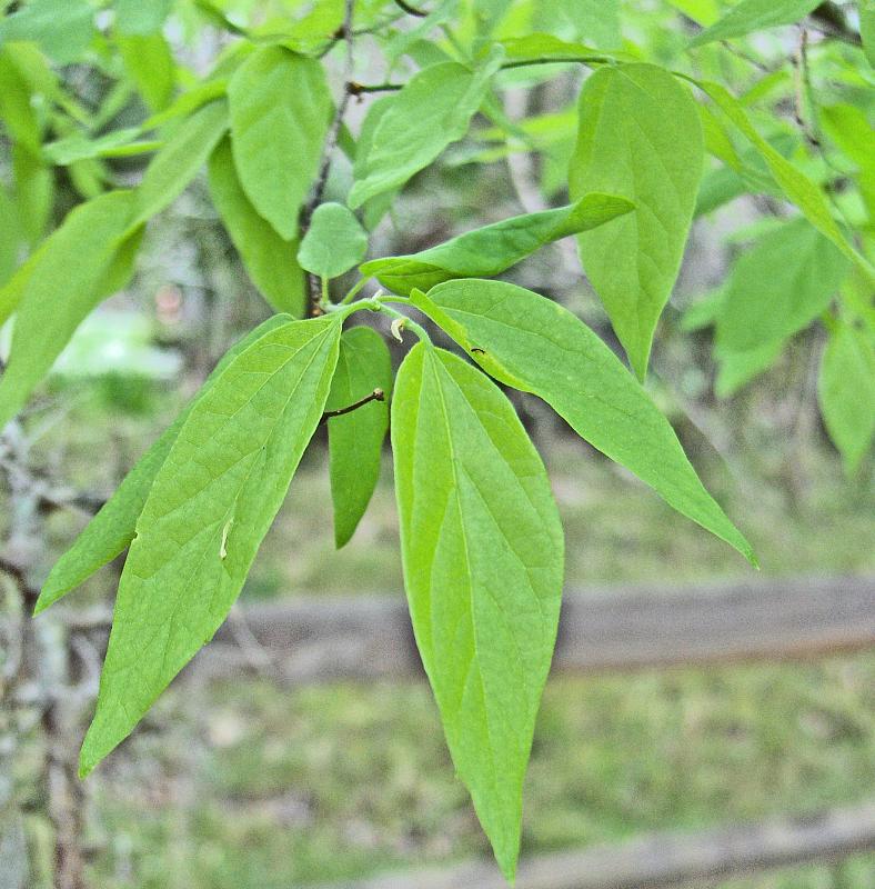 Celtis laevigata (sugar hackberry)