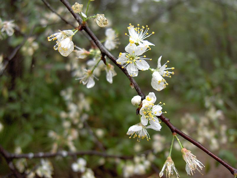 Prunus americana (American plum) (alternate view 7)