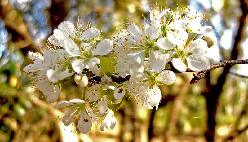 Prunus americana (American plum) (alternate view 8)