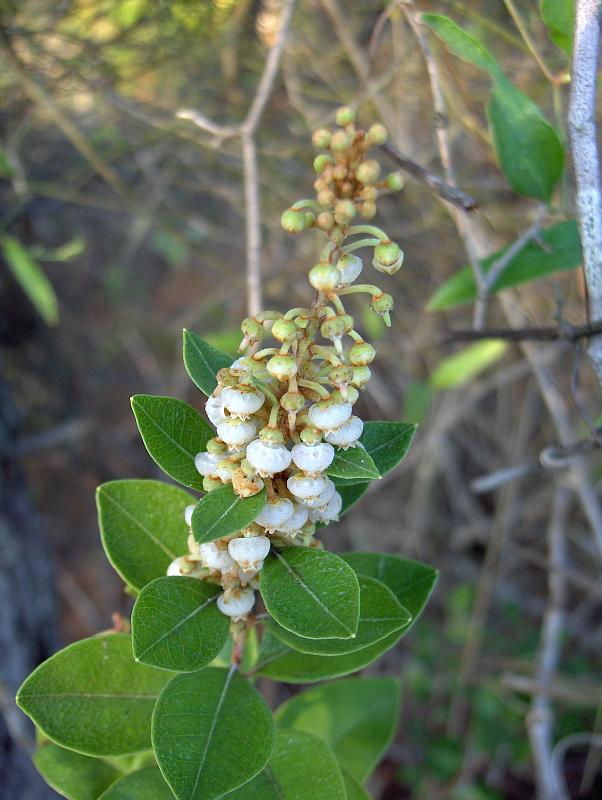 Lyonia fruticosa (coastal plain staggerbush) (alternate view 2)