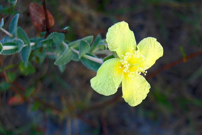 Hypericum tetrapetalum (fourpetal St. Johnswort) (alternate view 9)