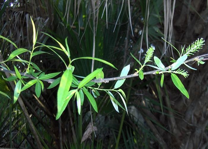 Salix caroliniana (Carolina willow) (alternate view 4)