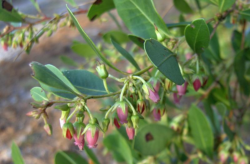 Lyonia lucida (fetterbush lyonia) (alternate view 10)