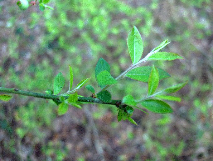 Vaccinium elliottii (mayberry) (alternate view 8)