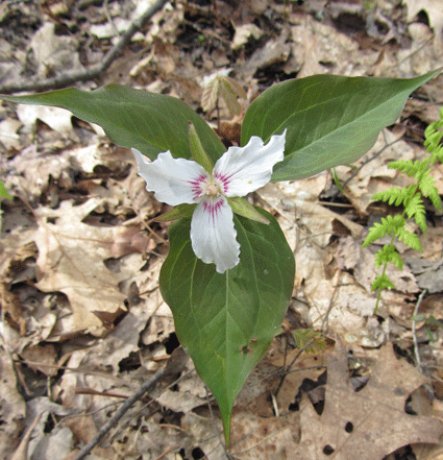 Trillium undulatum (painted trillium)