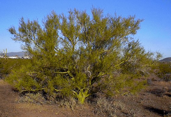 Parkinsonia microphylla (little-leaved palo verde) (alternate view 9)