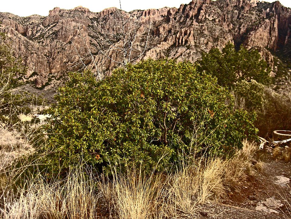 Rhus virens (evergreen sumac) (alternate view 6)