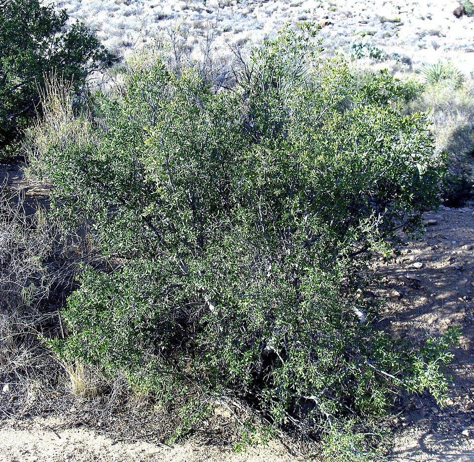Diospyros texana (Texas Persimmon) (alternate view 2)