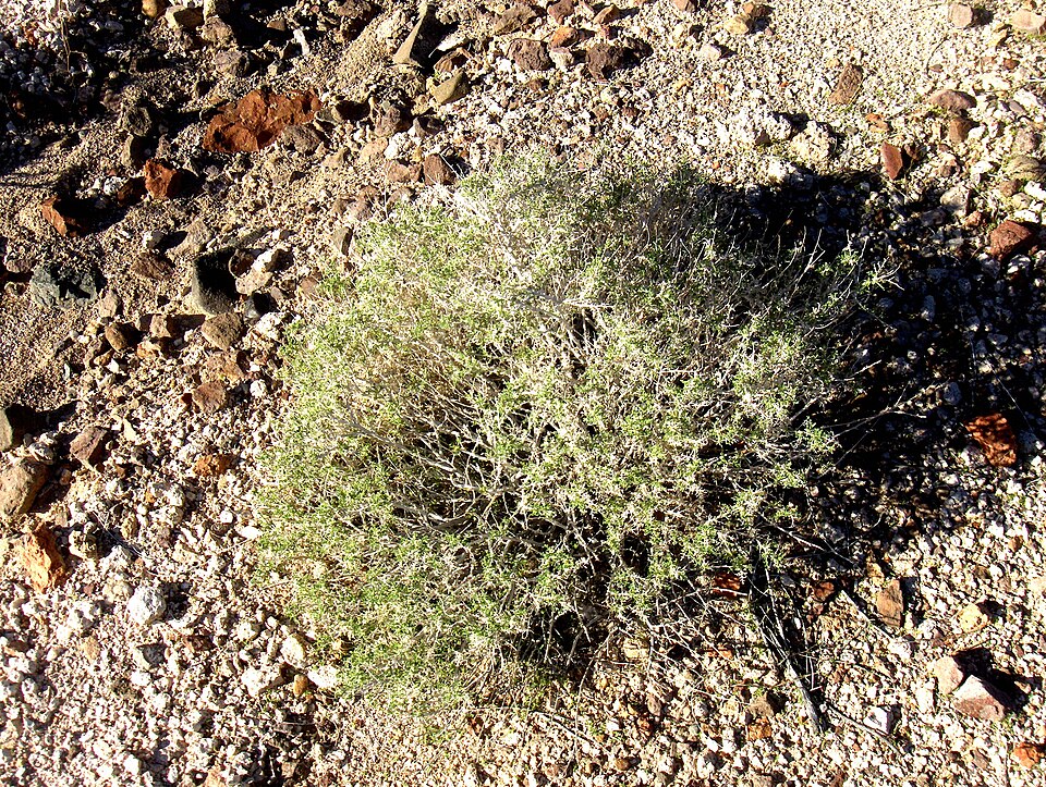Fallugia paradoxa (Apache plume) (alternate view 7)