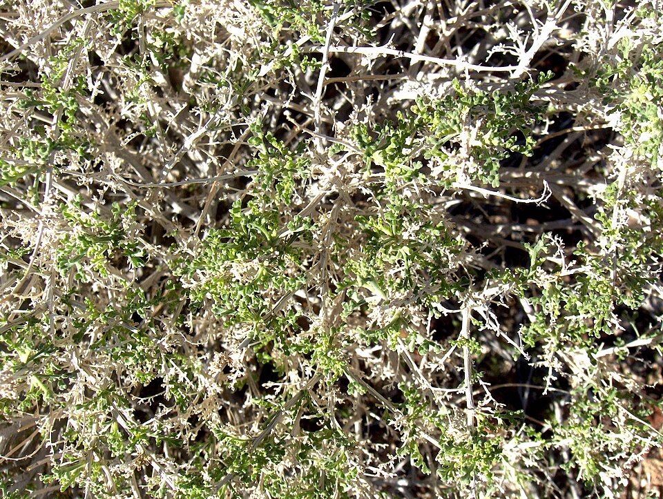 Fallugia paradoxa (Apache plume) (alternate view 9)