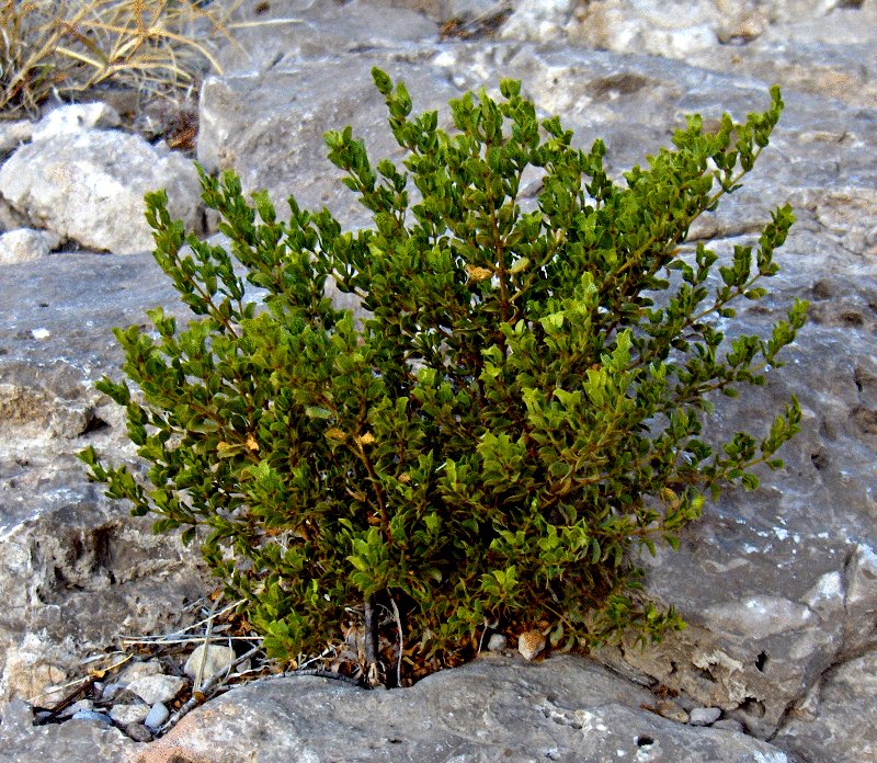 Larrea tridentata (Creosote Bush)