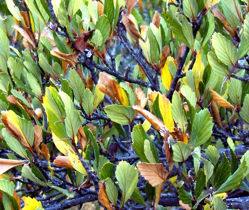 Cercocarpus montanus (Alderleaf Mountain Mahogany) (alternate view 10)