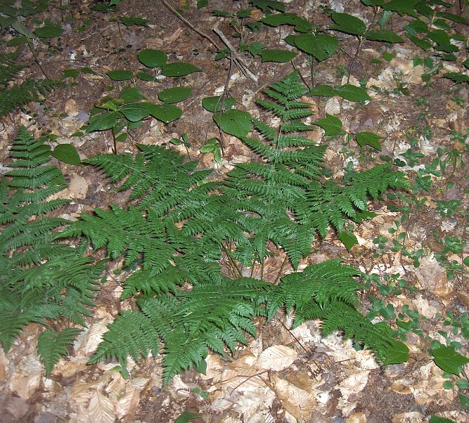 Dryopteris intermedia (intermediate wood fern)