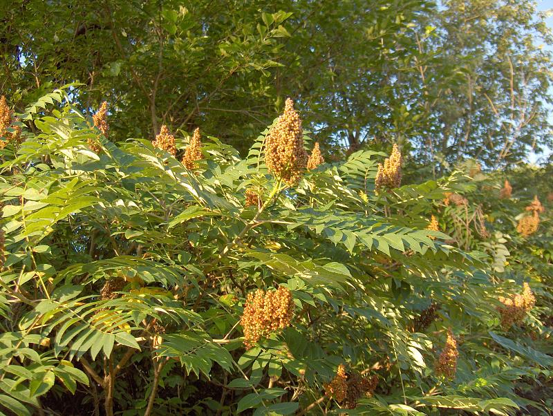 Rhus glabra (smooth sumac) (alternate view 3)