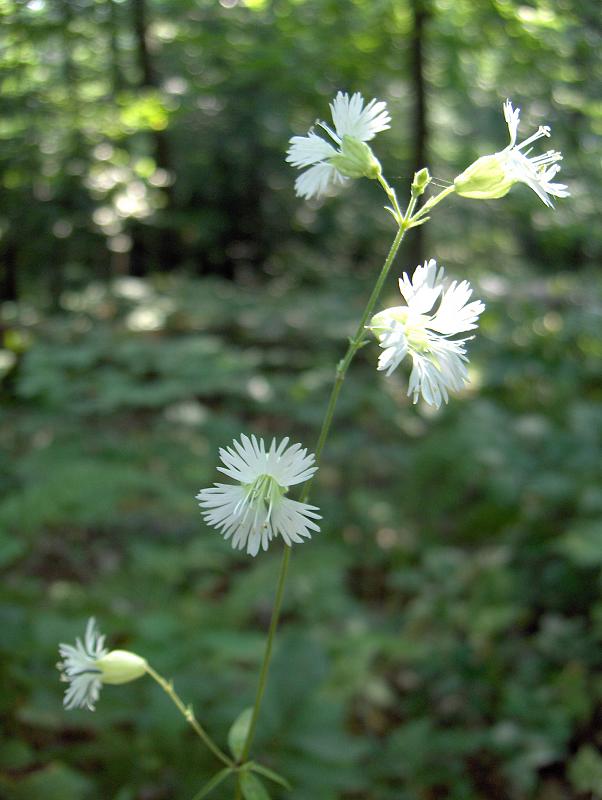 Silene stellata (starry campion) (alternate view 10)