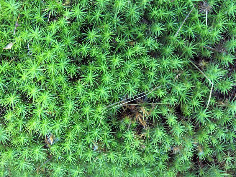 Polytrichum juniperinum (juniper haircap moss)