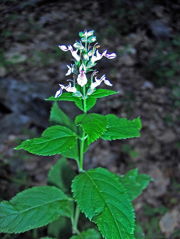 Teucrium canadense (American germander)