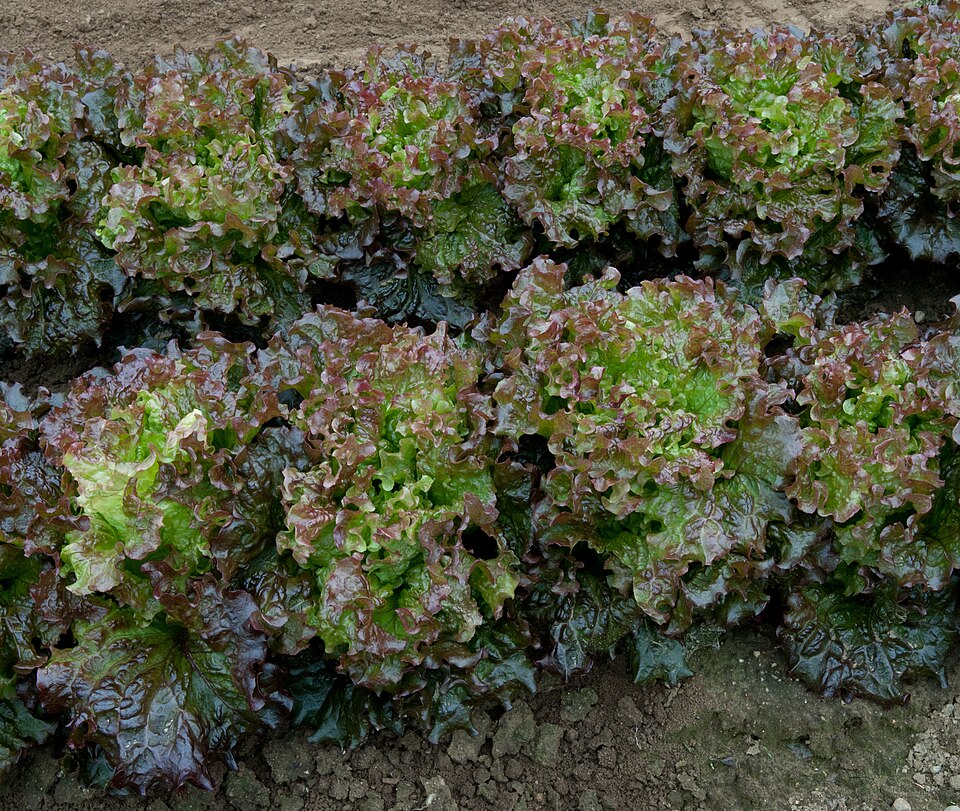 Lactuca sativa var. capitata (Head Lettuce) (alternate view 2)
