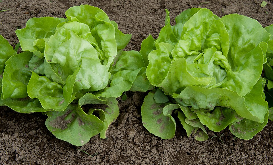 Lactuca sativa var. capitata (Head Lettuce) (alternate view 3)