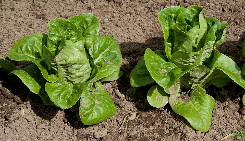 Lactuca sativa var. capitata (Head Lettuce) (alternate view 4)