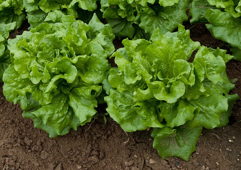Lactuca sativa var. capitata (Head Lettuce) (alternate view 5)