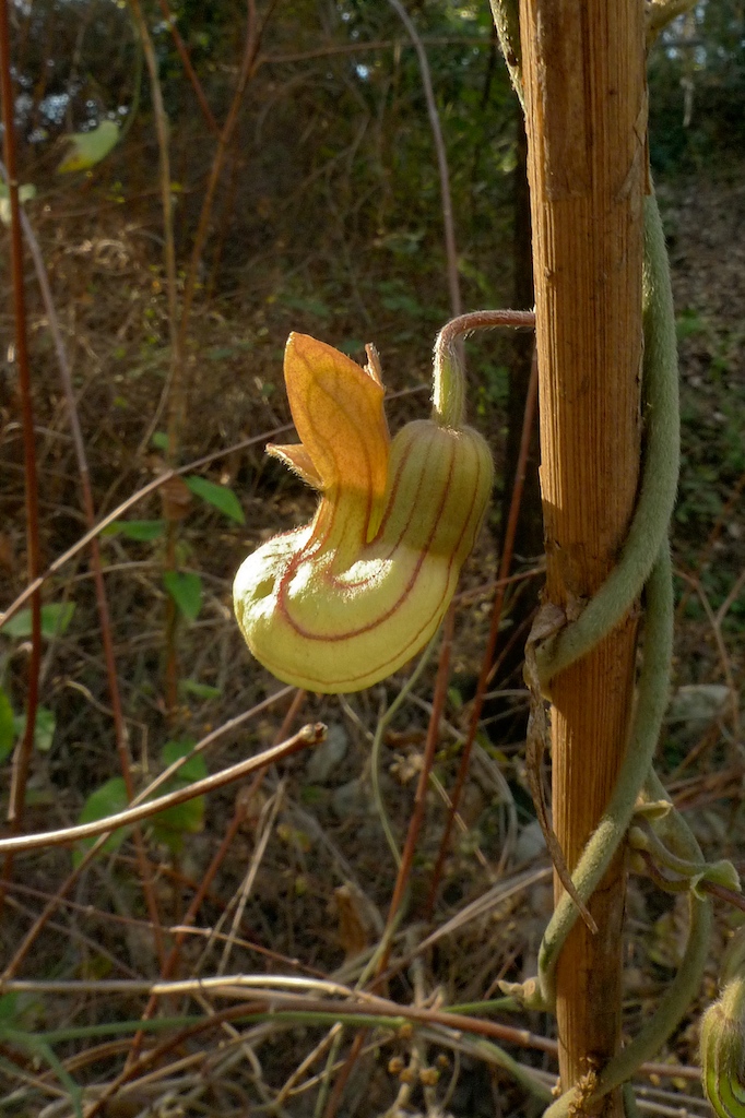 Aristolochia californica (California Dutchman's Pipe) (alternate view 4)