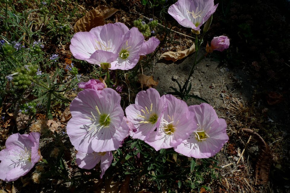 Oenothera speciosa (pinkladies, pink evening primrose) (alternate view 9)
