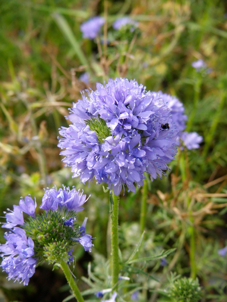 Gilia capitata (bluehead gilia) (alternate view 8)