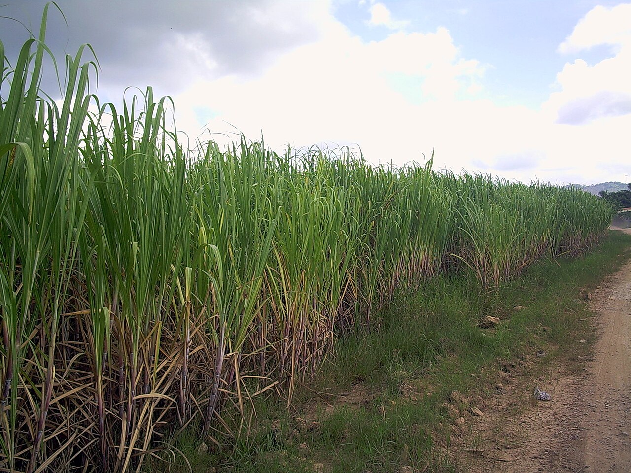 Saccharum officinarum, Sugarcane — clumping evergreen (Poaceae) (image 2 of 2)