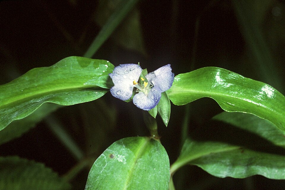 Commelina virginica (Virginia Dayflower) (alternate view 2)
