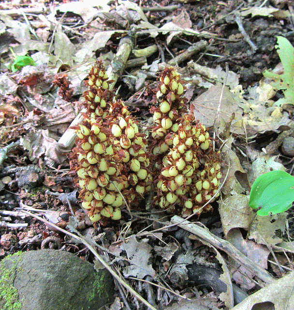 Conopholis americana (American cancer-root)