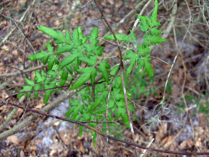 Lygodium japonicum (Japanese climbing fern)