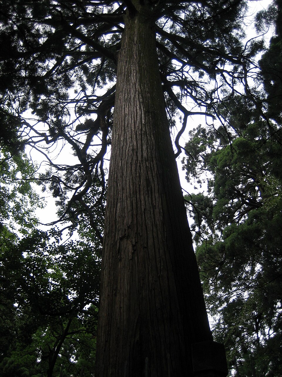 Cryptomeria japonica (Japanese Cedar) (alternate view 5)