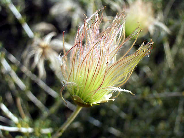 Fallugia paradoxa (Apache plume) (alternate view 10)
