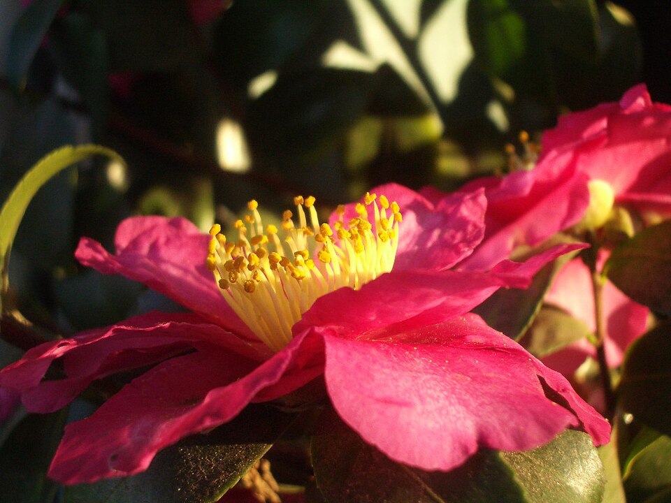 Camellia vernalis 'Yuletide' (Yuletide Camellia) (alternate view 4)