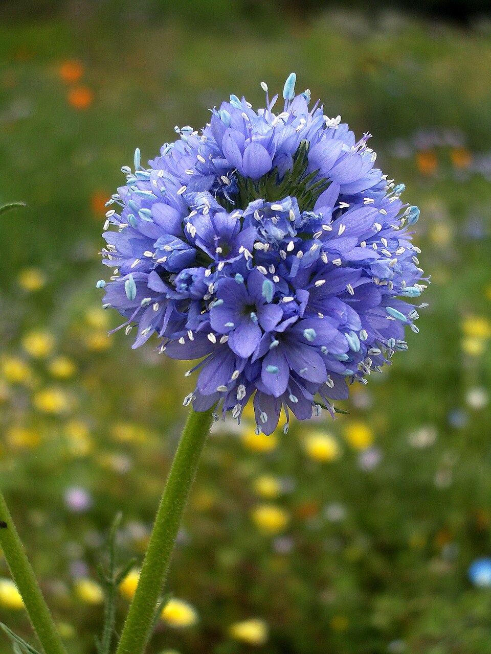 Gilia capitata (bluehead gilia) (alternate view 9)