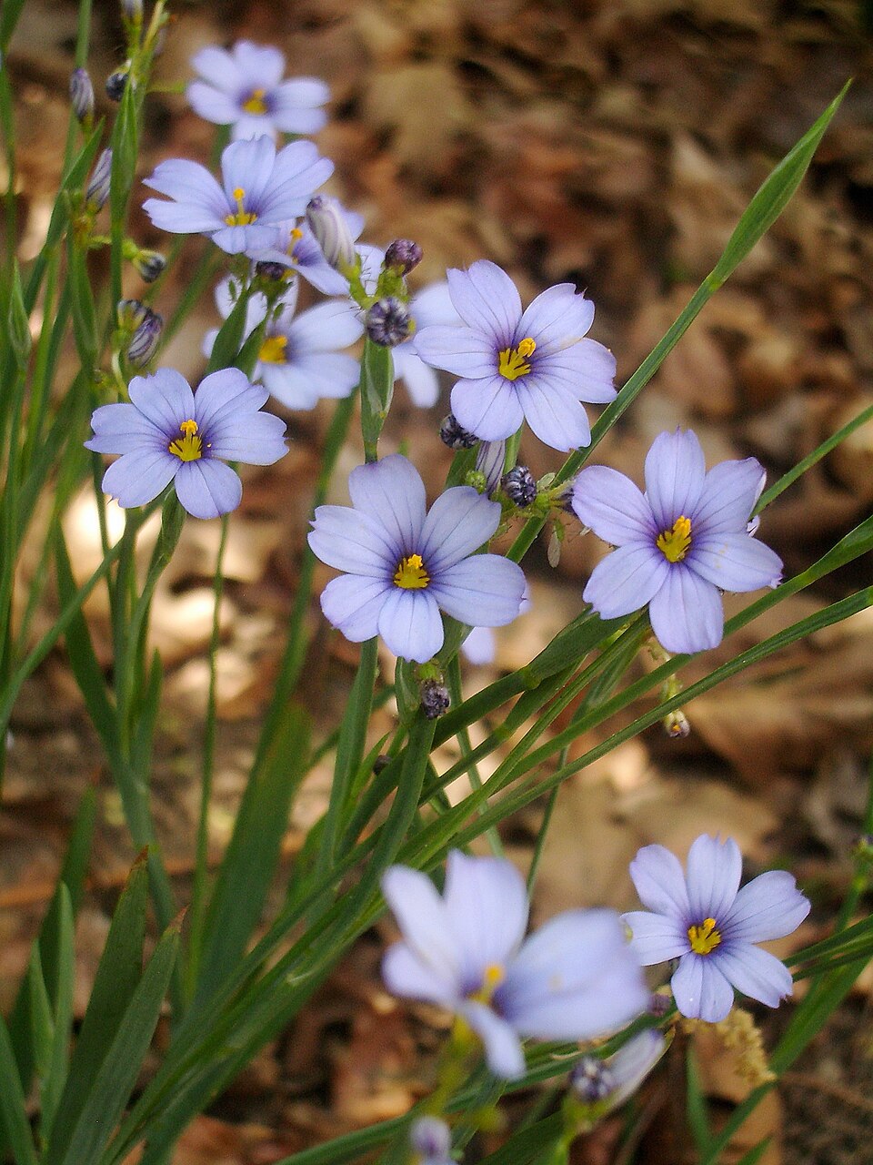 Sisyrinchium angustifolium (Blue-Eyed Grass) (alternate view 6)