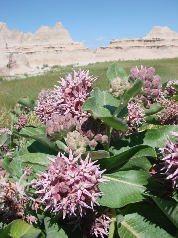 Asclepias speciosa (Showy Milkweed) (alternate view 6)