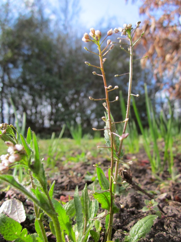 Capsella bursa-pastoris (shepherd's purse) (alternate view 8)