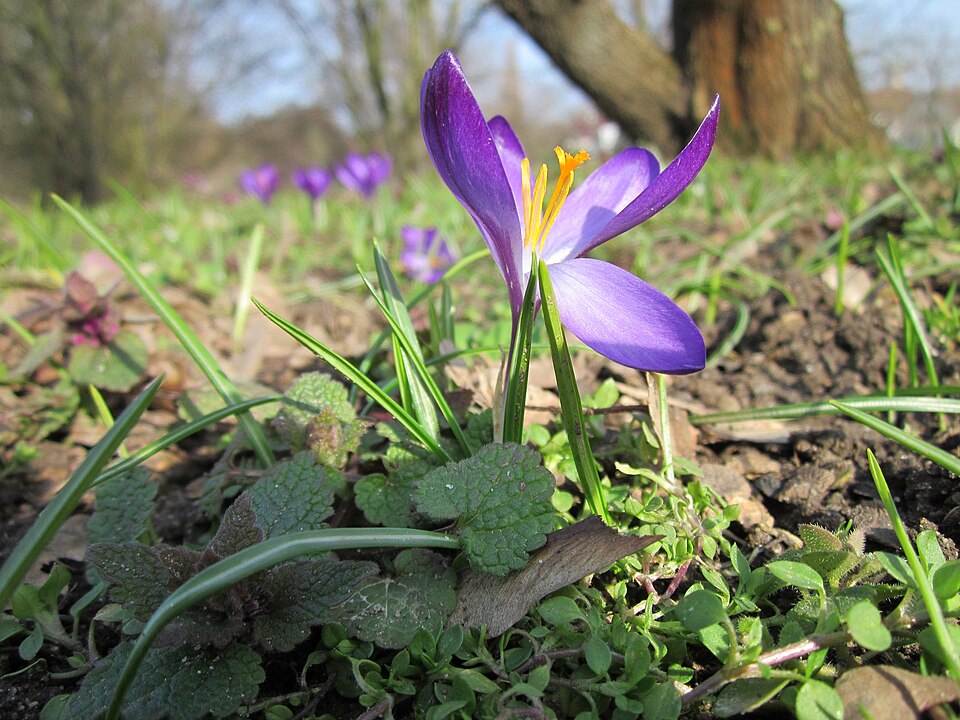 Crocus tommasinianus (Tommasini's Crocus) (alternate view 10)