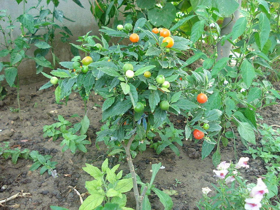 Solanum pseudocapsicum (Jerusalem cherry) (alternate view 6)