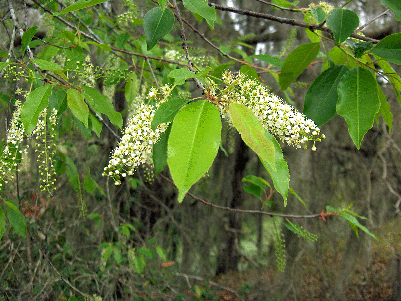 Prunus caroliniana (Carolina laurelcherry) (alternate view 2)