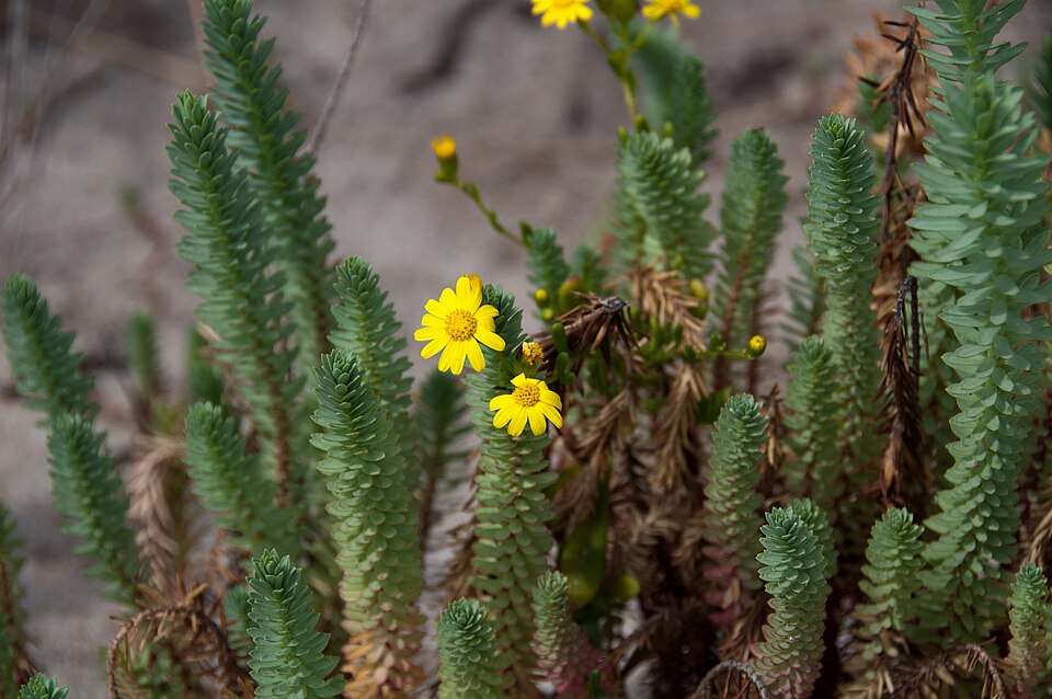 Senecio pinnatifolius (pinnate-leaved groundsel) (alternate view 6)