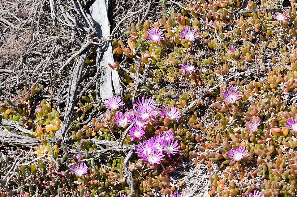 Disphyma crassifolium (Purple Dewplant) (alternate view 7)