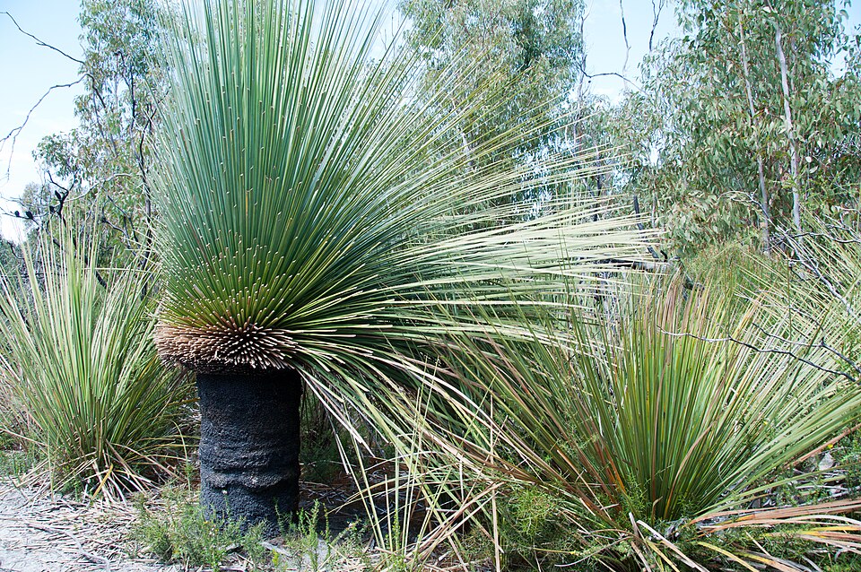 Xanthorrhoea semiplana (tufted grass-tree) (alternate view 9)