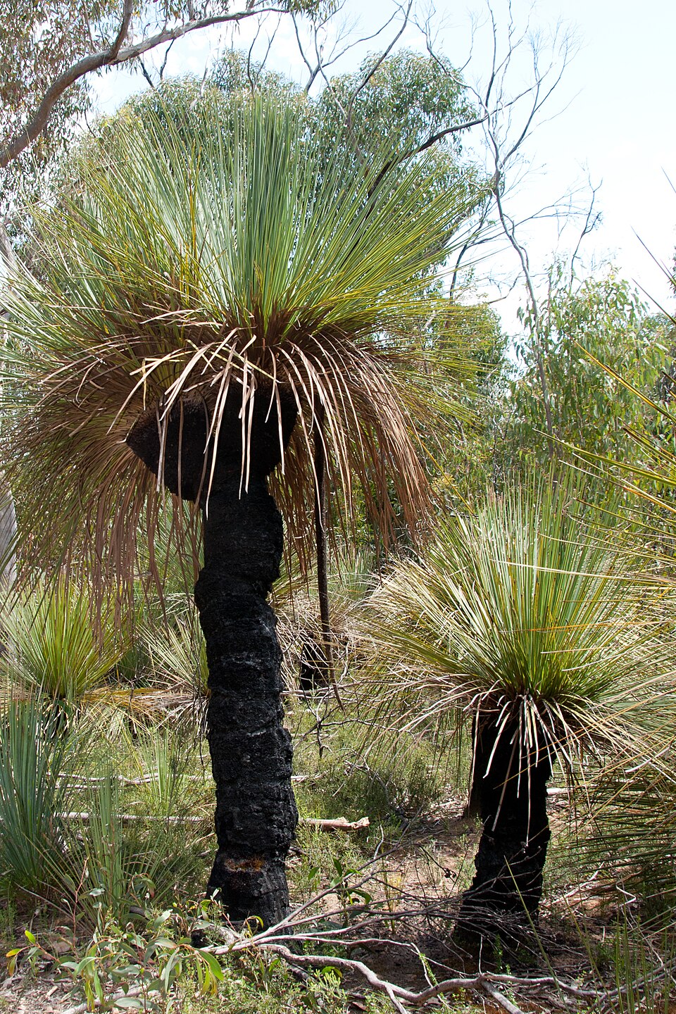 Xanthorrhoea semiplana (tufted grass-tree) (alternate view 10)